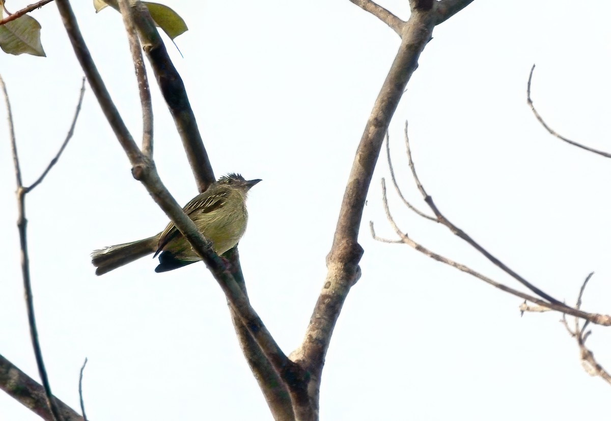 Yellow-margined Flatbill (assimilis Group) - ML623074919
