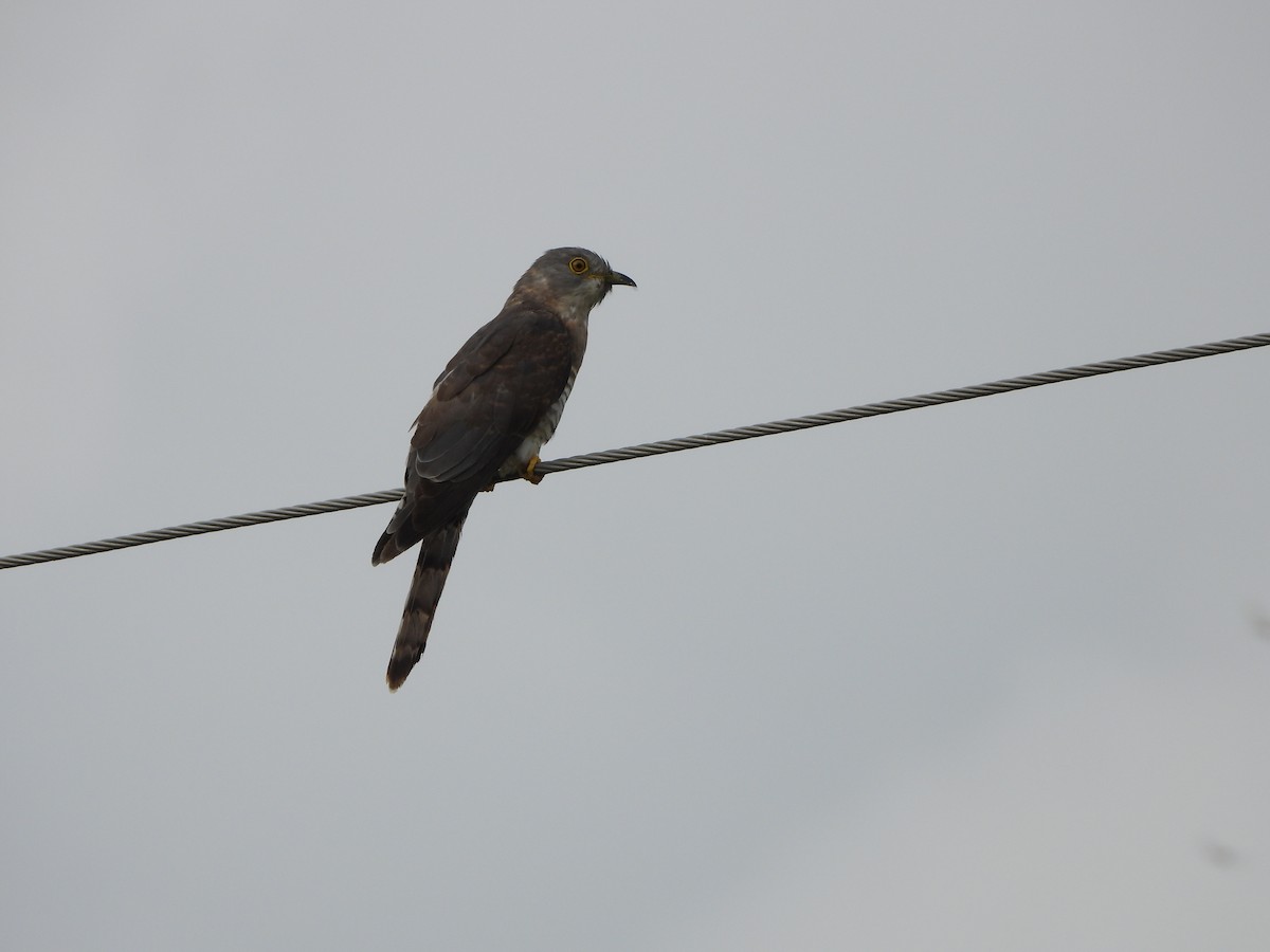 Common Hawk-Cuckoo - Rounak choudhary