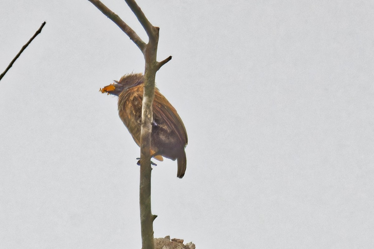 Gray-throated Barbet - ML623074932