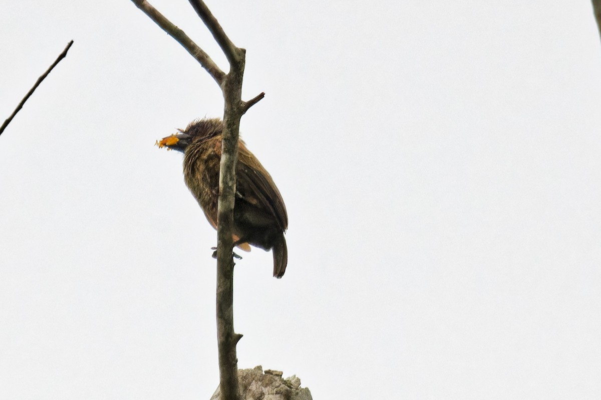 Gray-throated Barbet - ML623074933