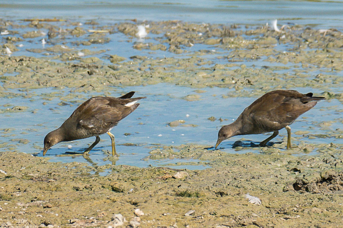 Eurasian Moorhen - Viola Pitowski