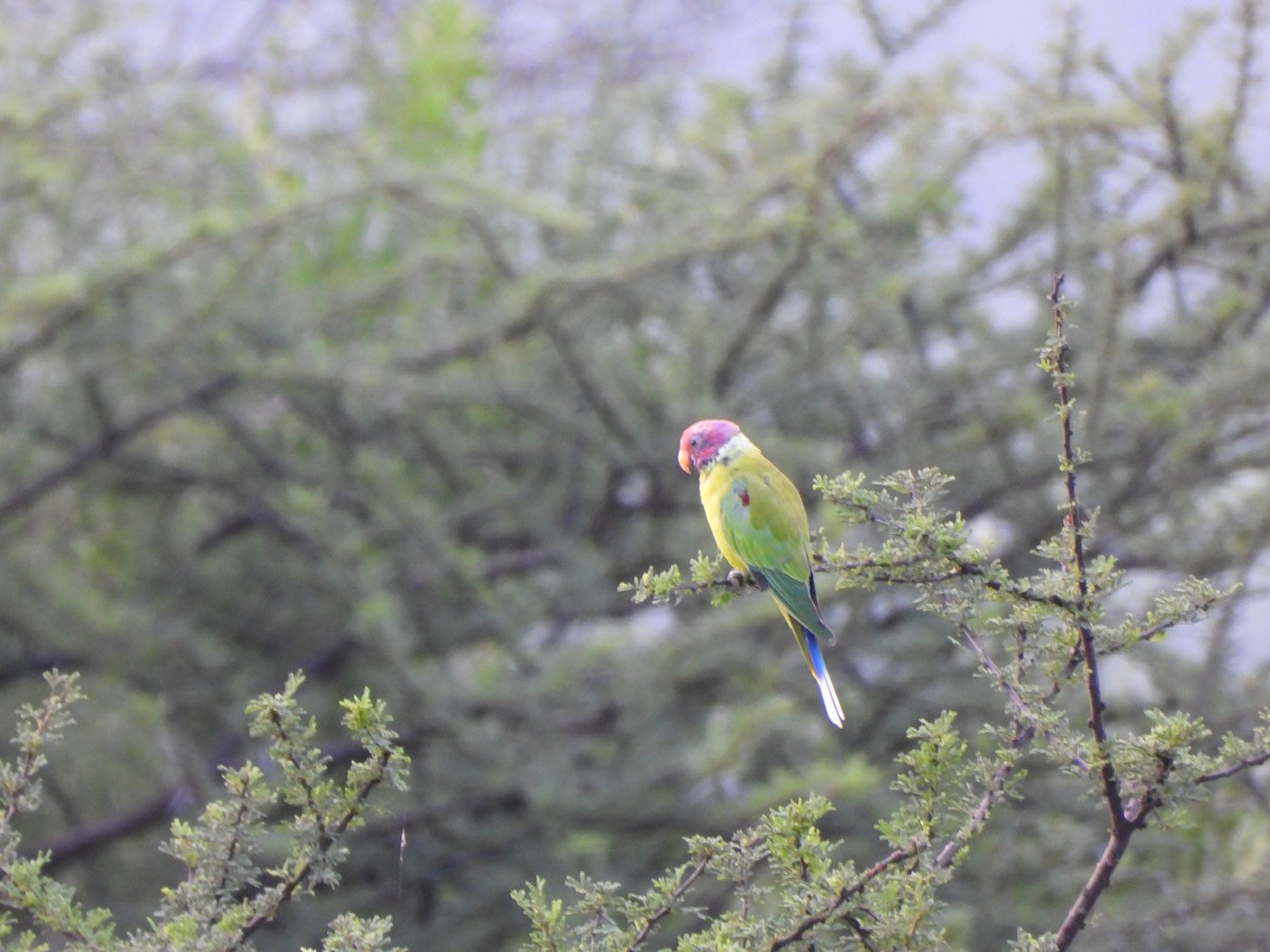 Plum-headed Parakeet - ML623075017