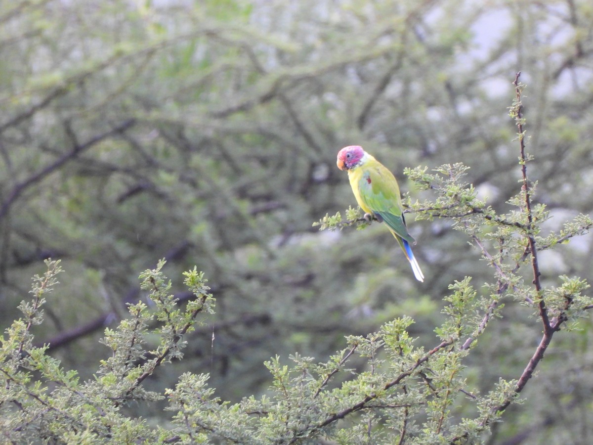 Plum-headed Parakeet - ML623075018