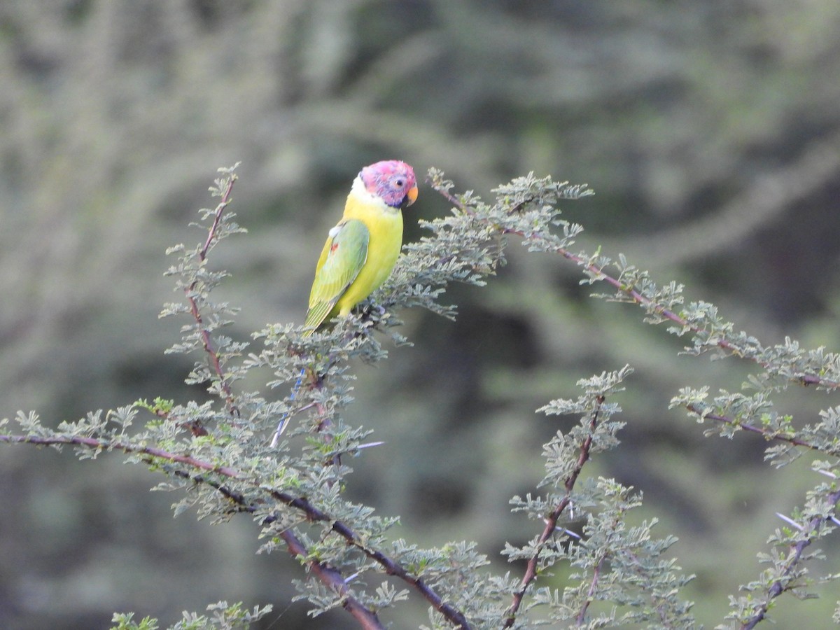 Plum-headed Parakeet - ML623075019