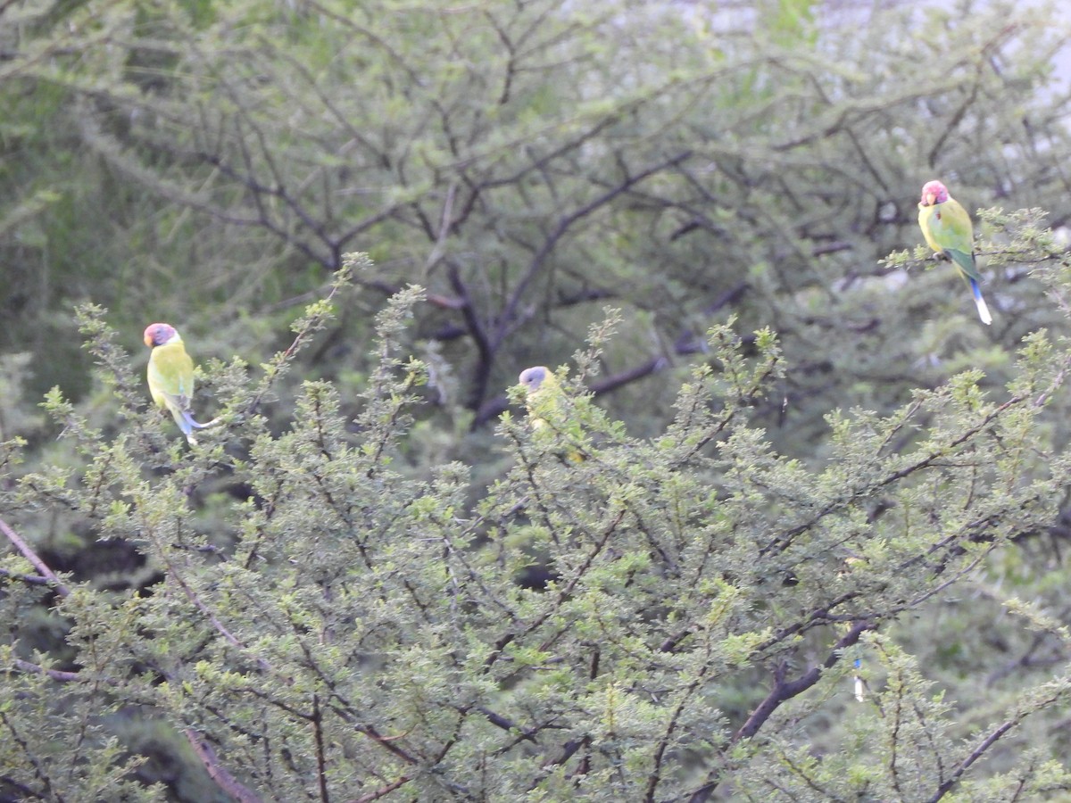 Plum-headed Parakeet - ML623075020