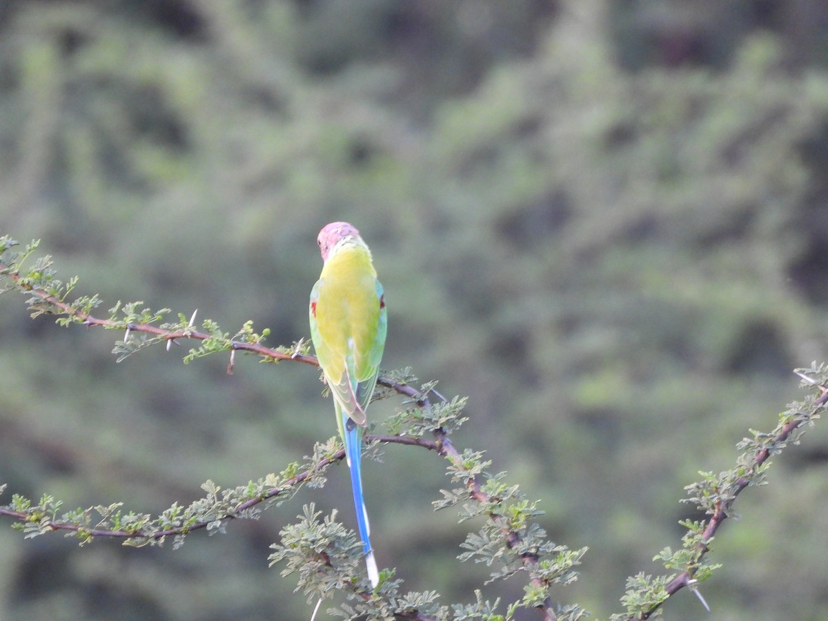 Plum-headed Parakeet - ML623075021