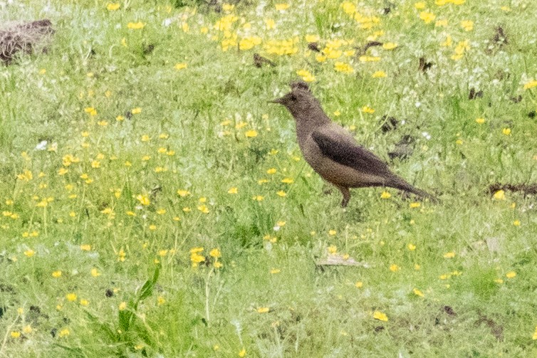 Chestnut Thrush (Gray-headed) - ML623075121