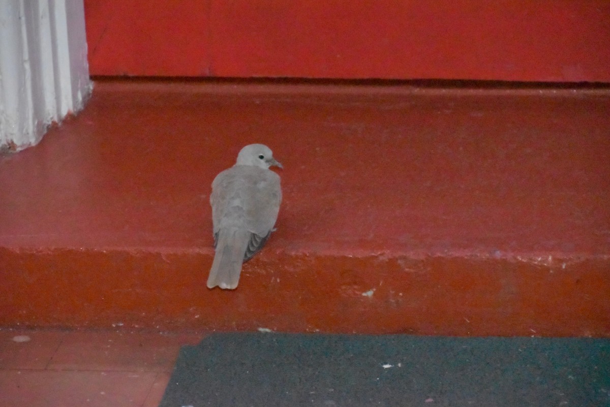 Eurasian Collared-Dove - Michel Cournoyer