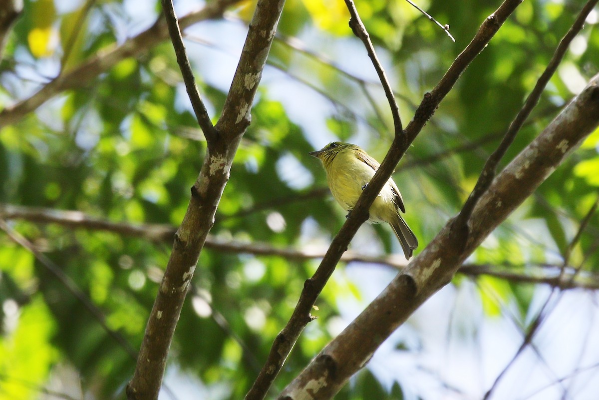 Olive-faced Flatbill - ML623075181