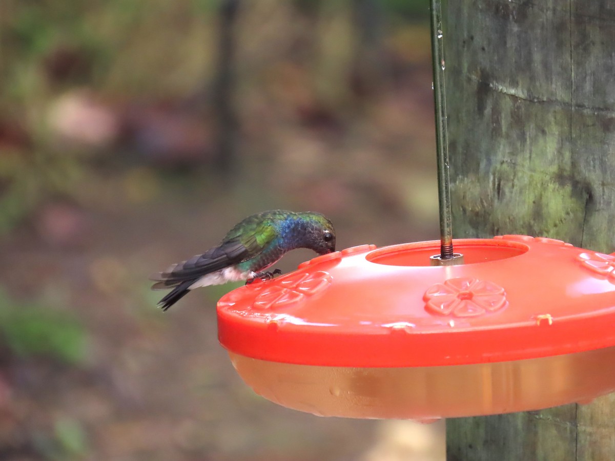 Sapphire-spangled Emerald - Katherine Holland