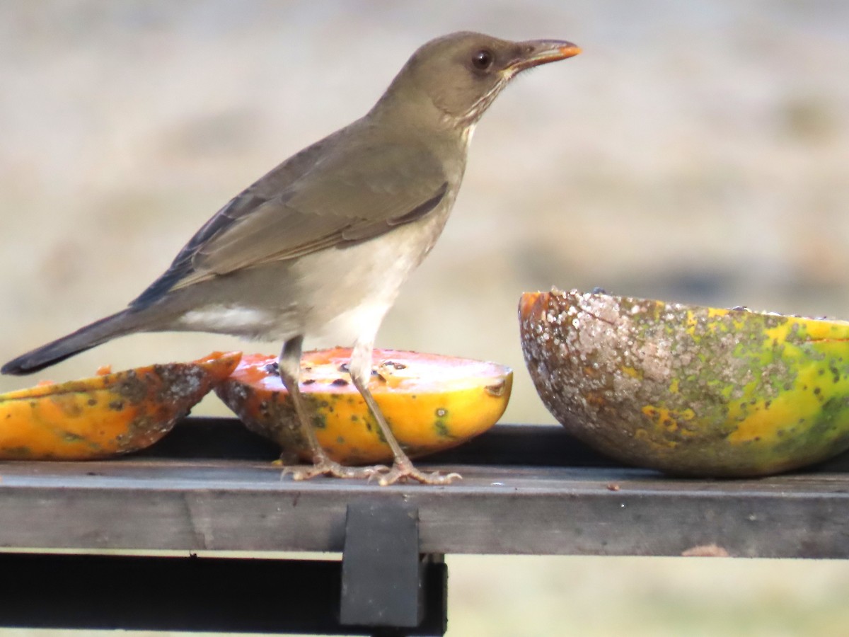 Creamy-bellied Thrush - ML623075247