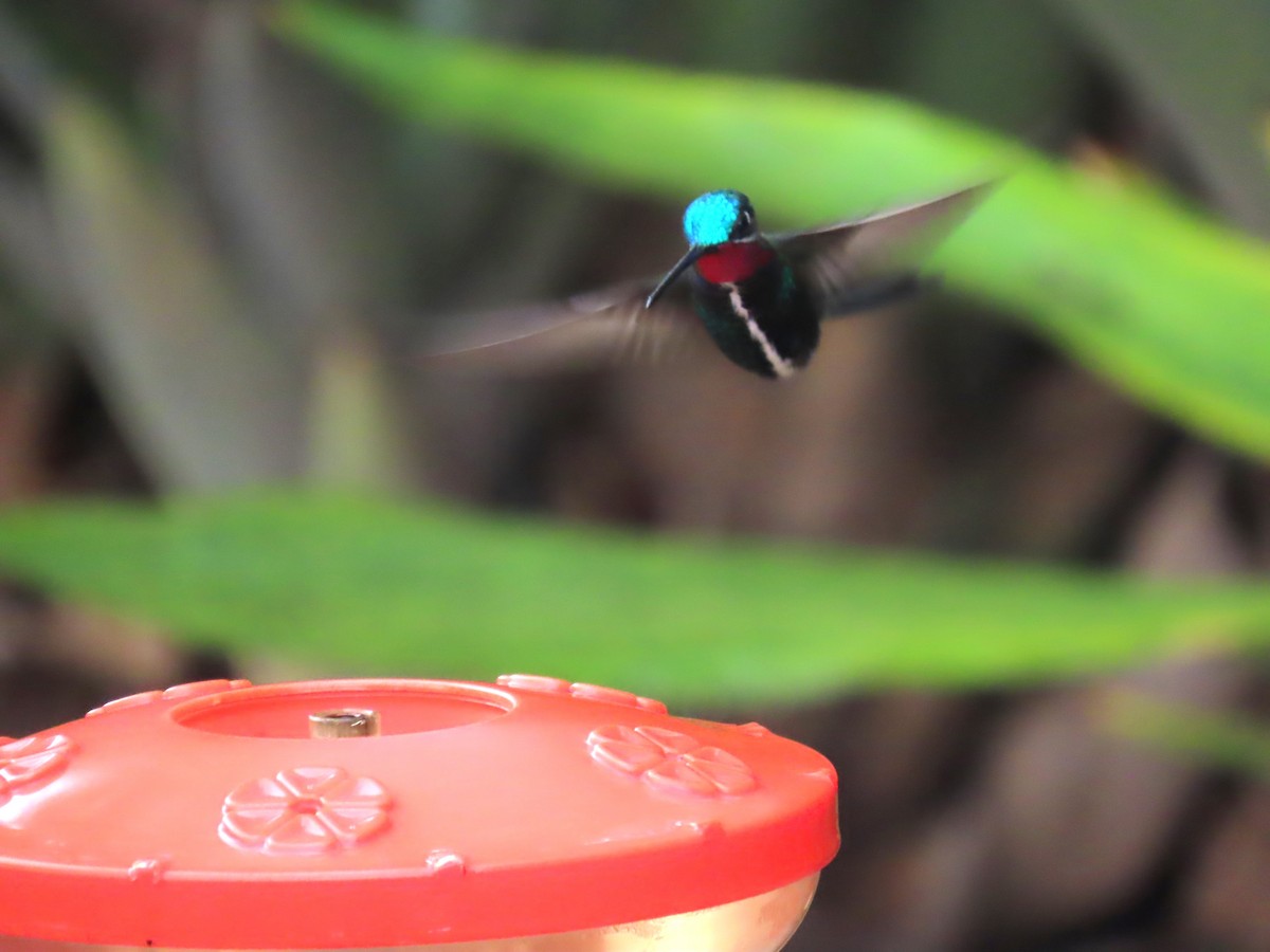 Stripe-breasted Starthroat - Katherine Holland