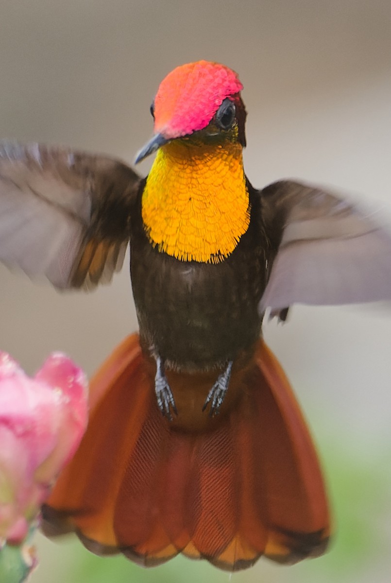 Ruby-topaz Hummingbird - ML623075265