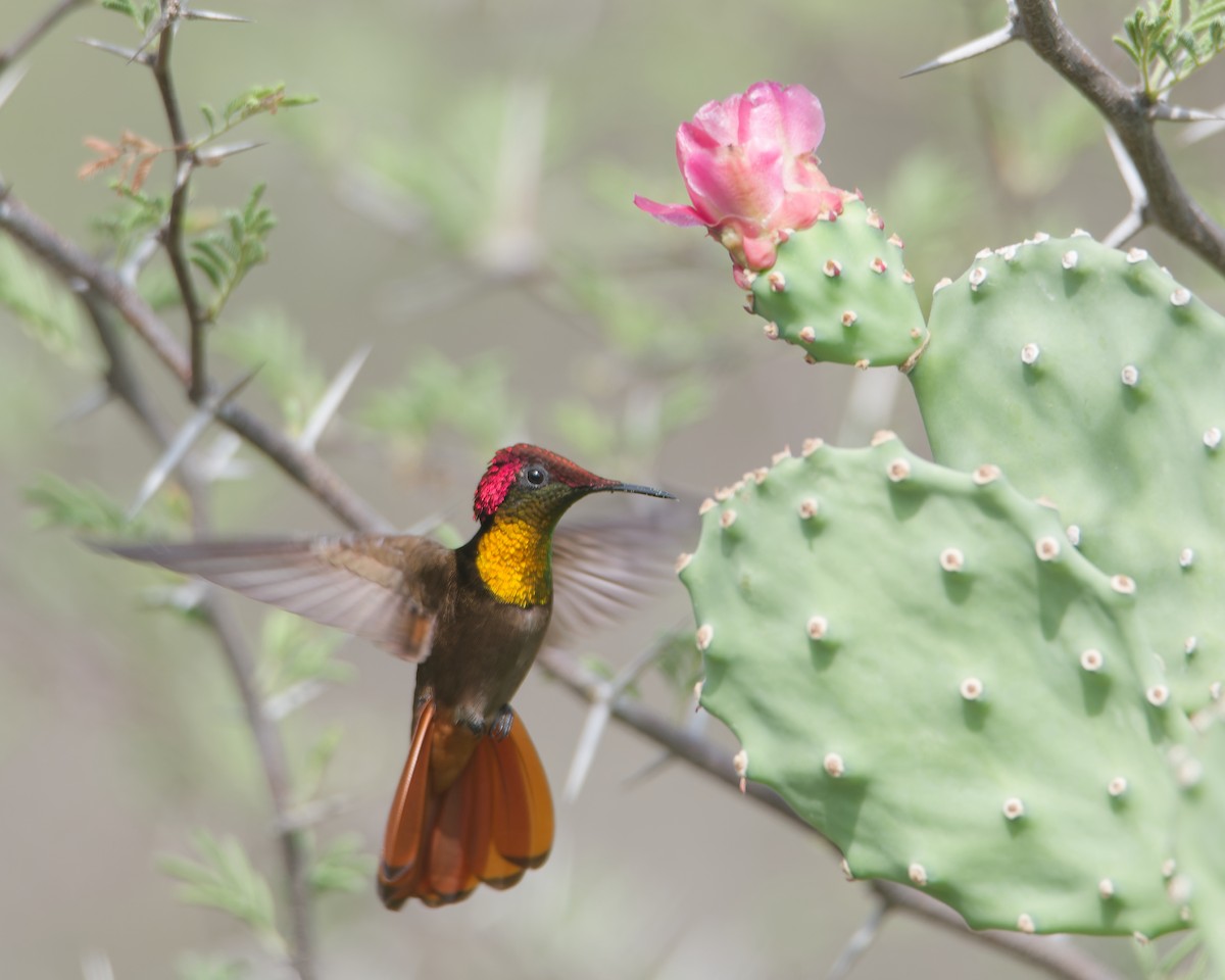 Ruby-topaz Hummingbird - ML623075266