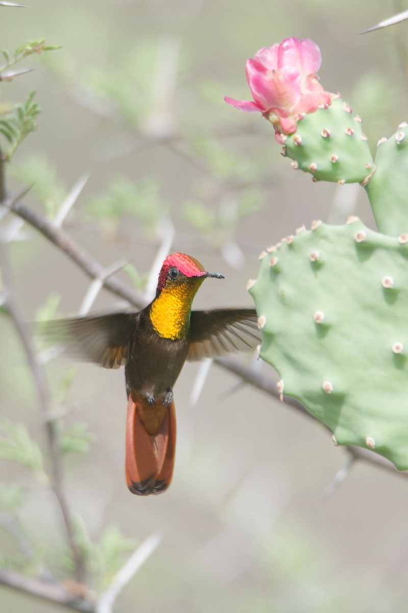 Ruby-topaz Hummingbird - ML623075267