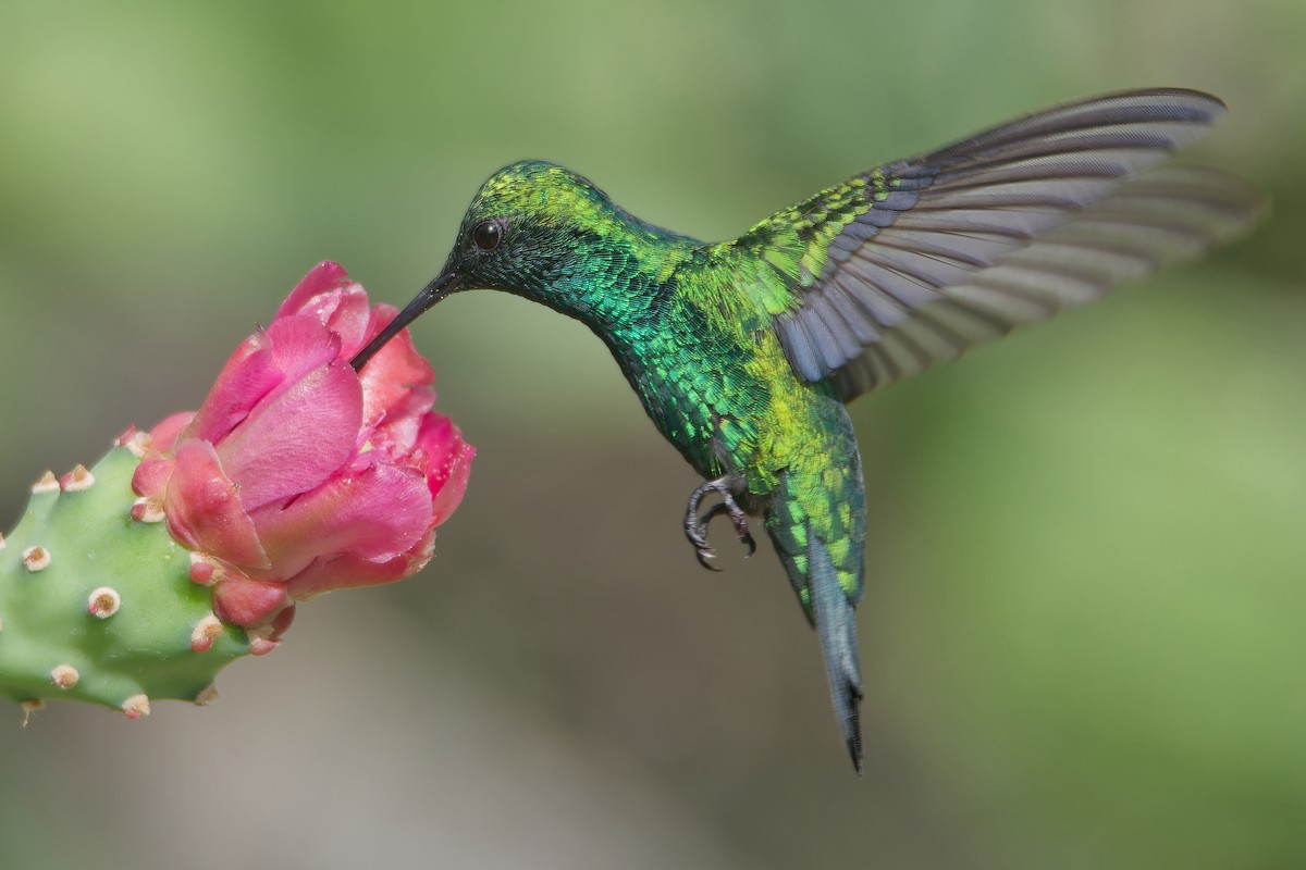 Blauschwanz-Smaragdkolibri - ML623075282