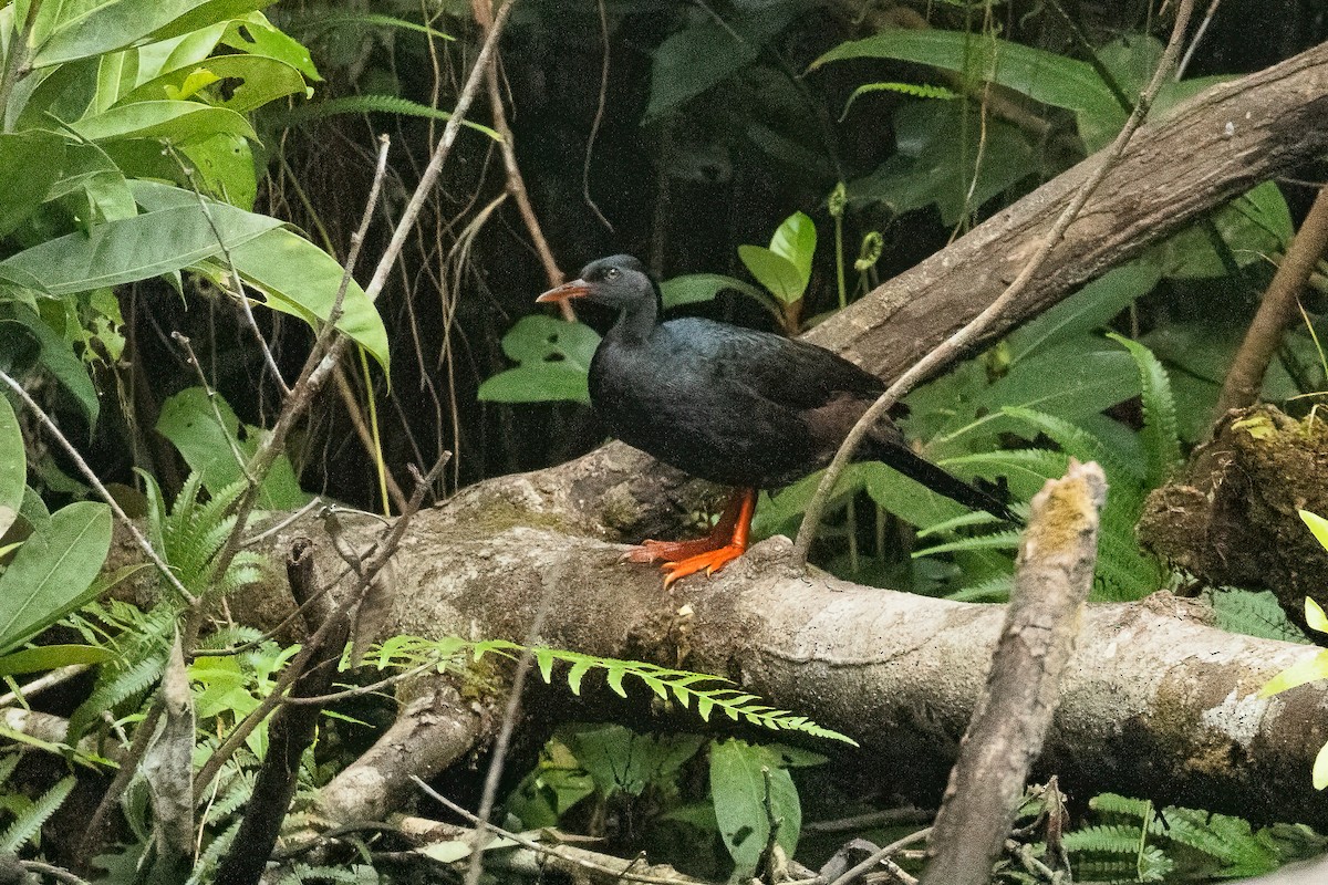 African Finfoot - ML623075283