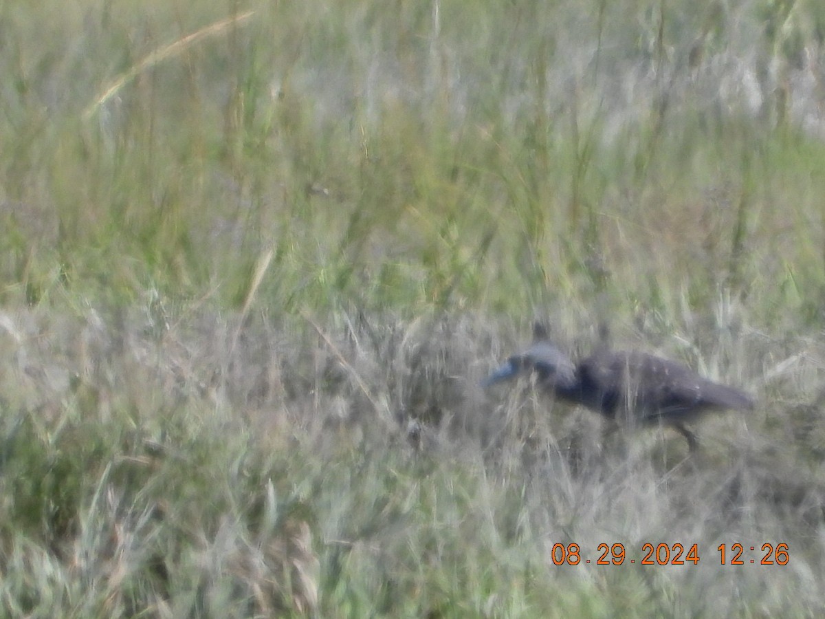 Yellow-crowned Night Heron - ML623075285