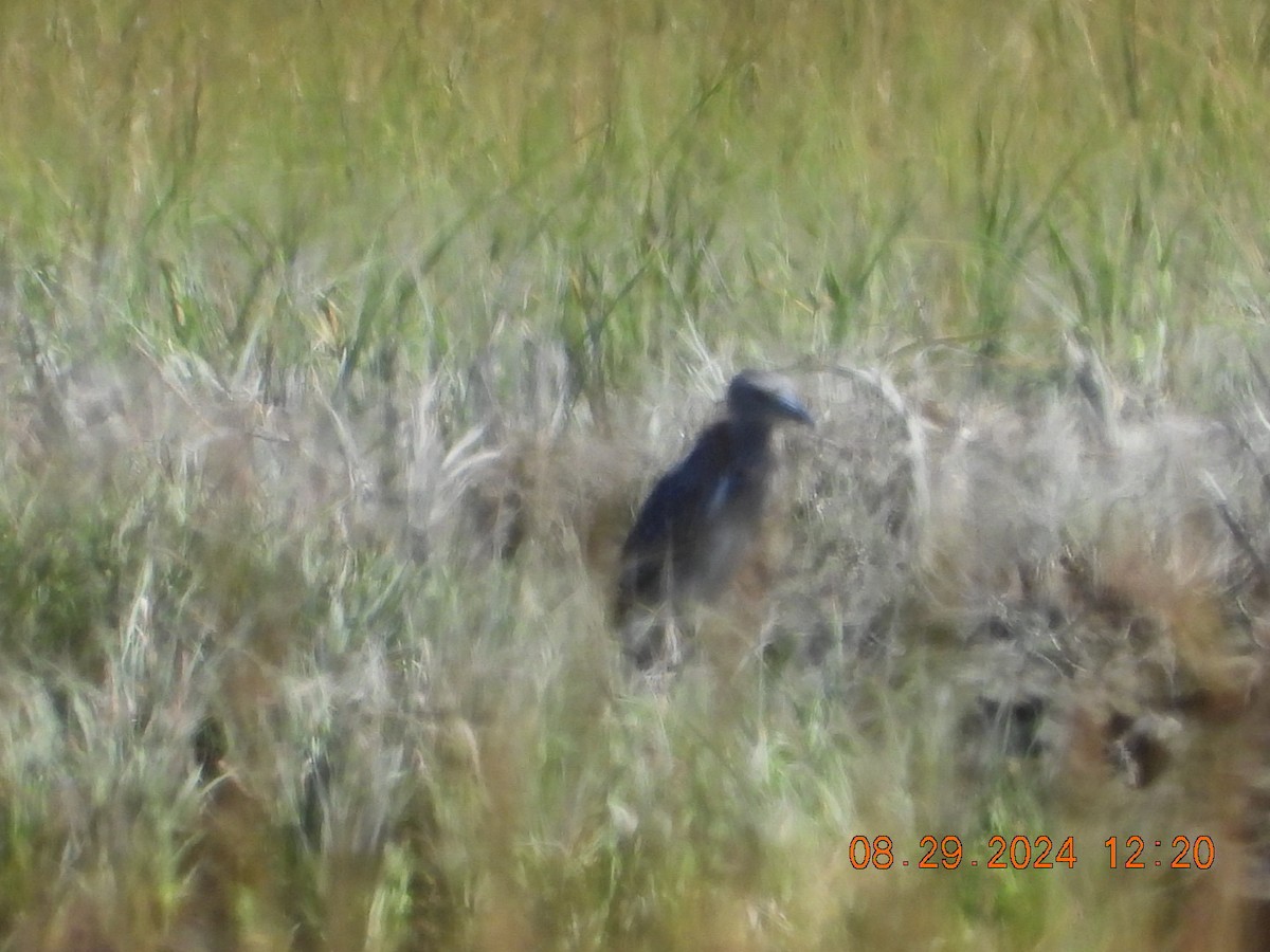 Yellow-crowned Night Heron - ML623075287