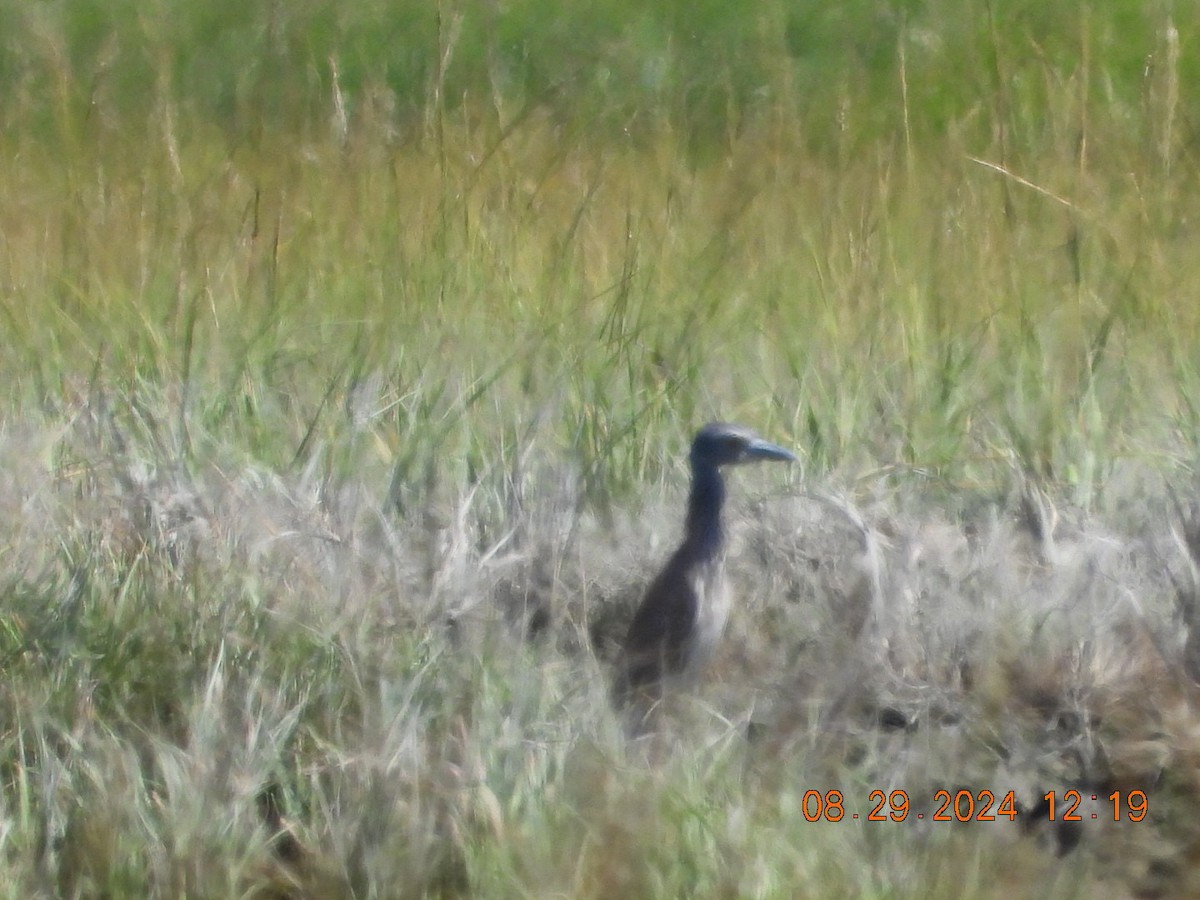 Yellow-crowned Night Heron - ML623075288