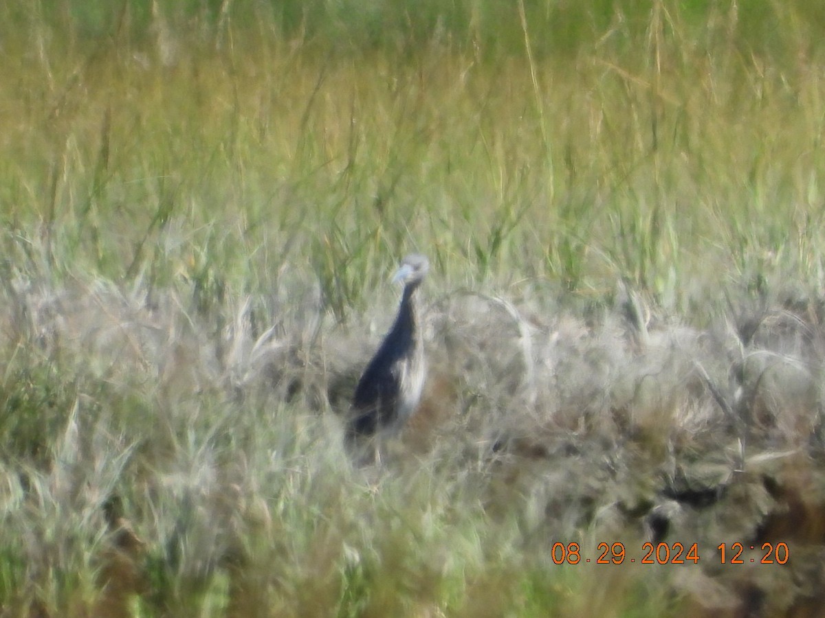 Yellow-crowned Night Heron - ML623075289