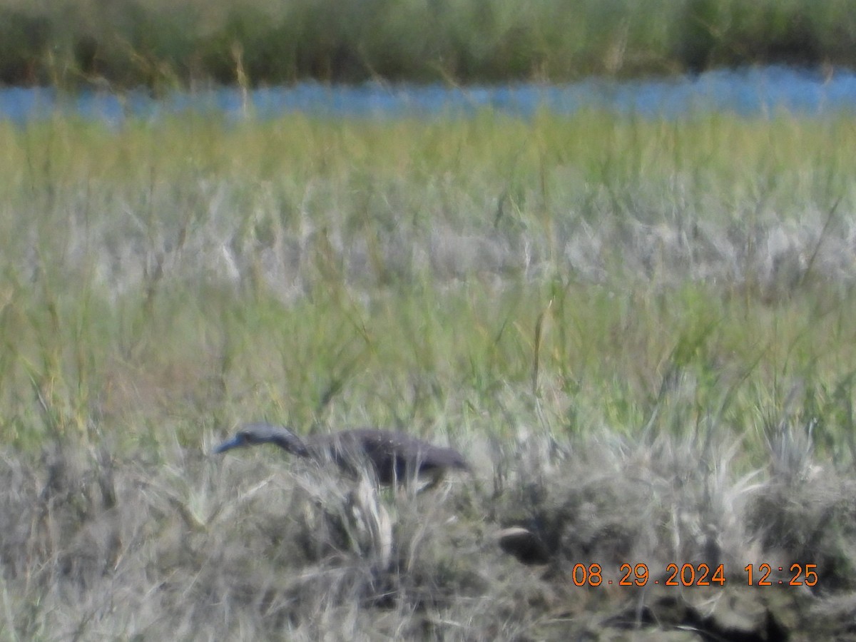 Yellow-crowned Night Heron - ML623075290