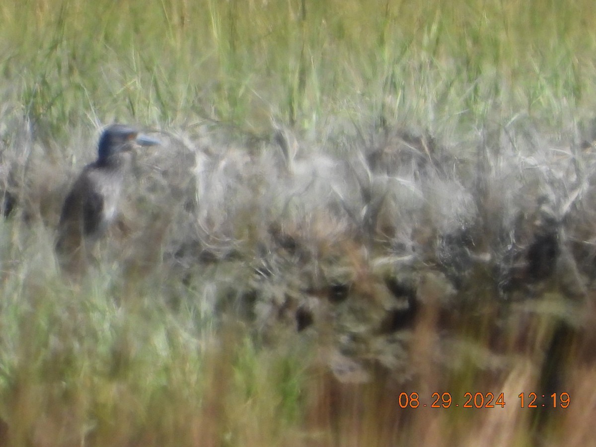 Yellow-crowned Night Heron - ML623075292