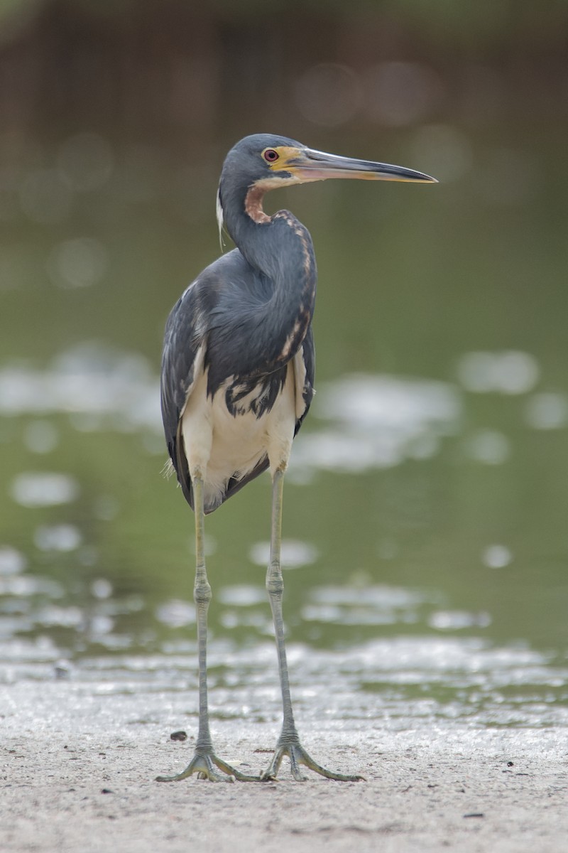 Tricolored Heron - ML623075301