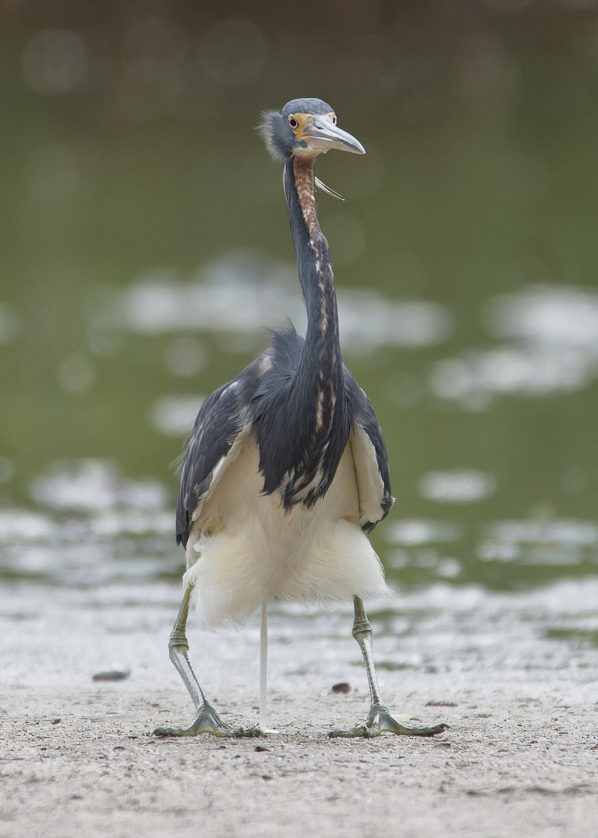 Tricolored Heron - ML623075302