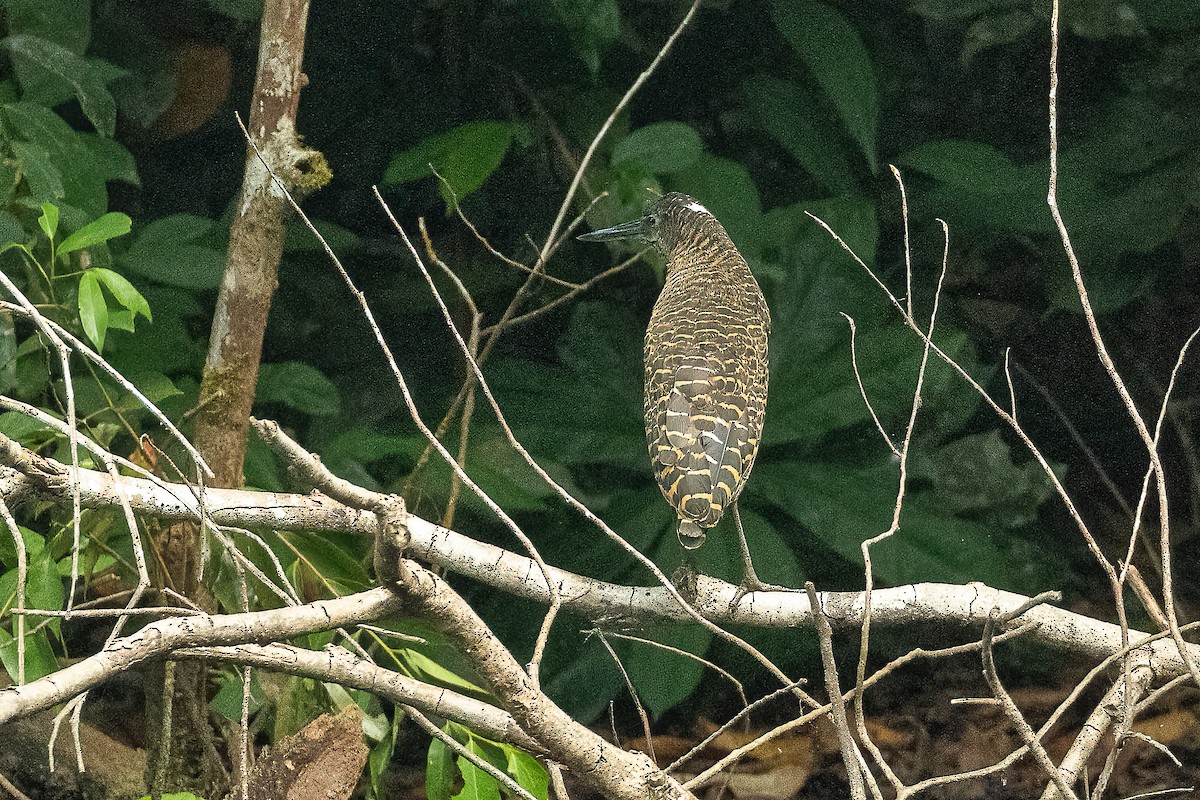 White-crested Tiger-Heron - ML623075303