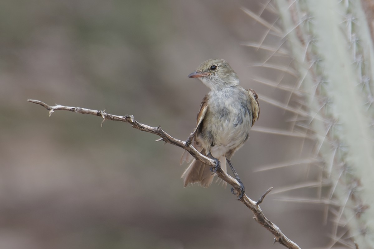 Caribbean Elaenia - ML623075313