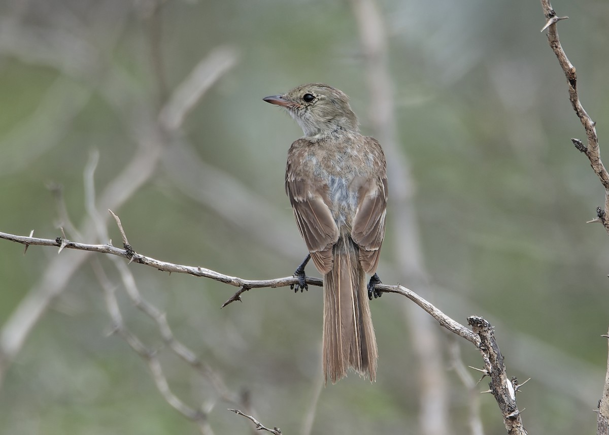 Caribbean Elaenia - ML623075314