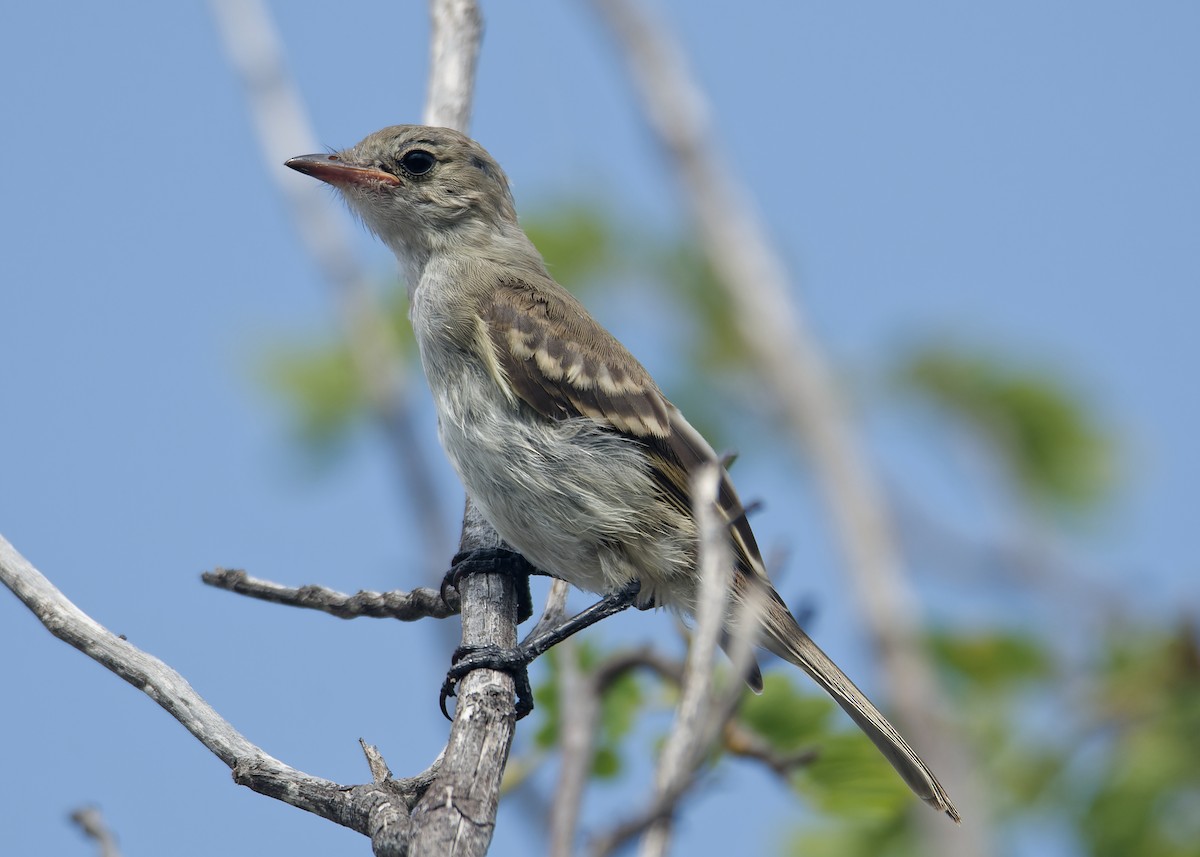 Caribbean Elaenia - ML623075315