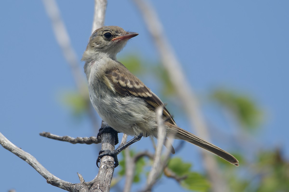 Caribbean Elaenia - ML623075316