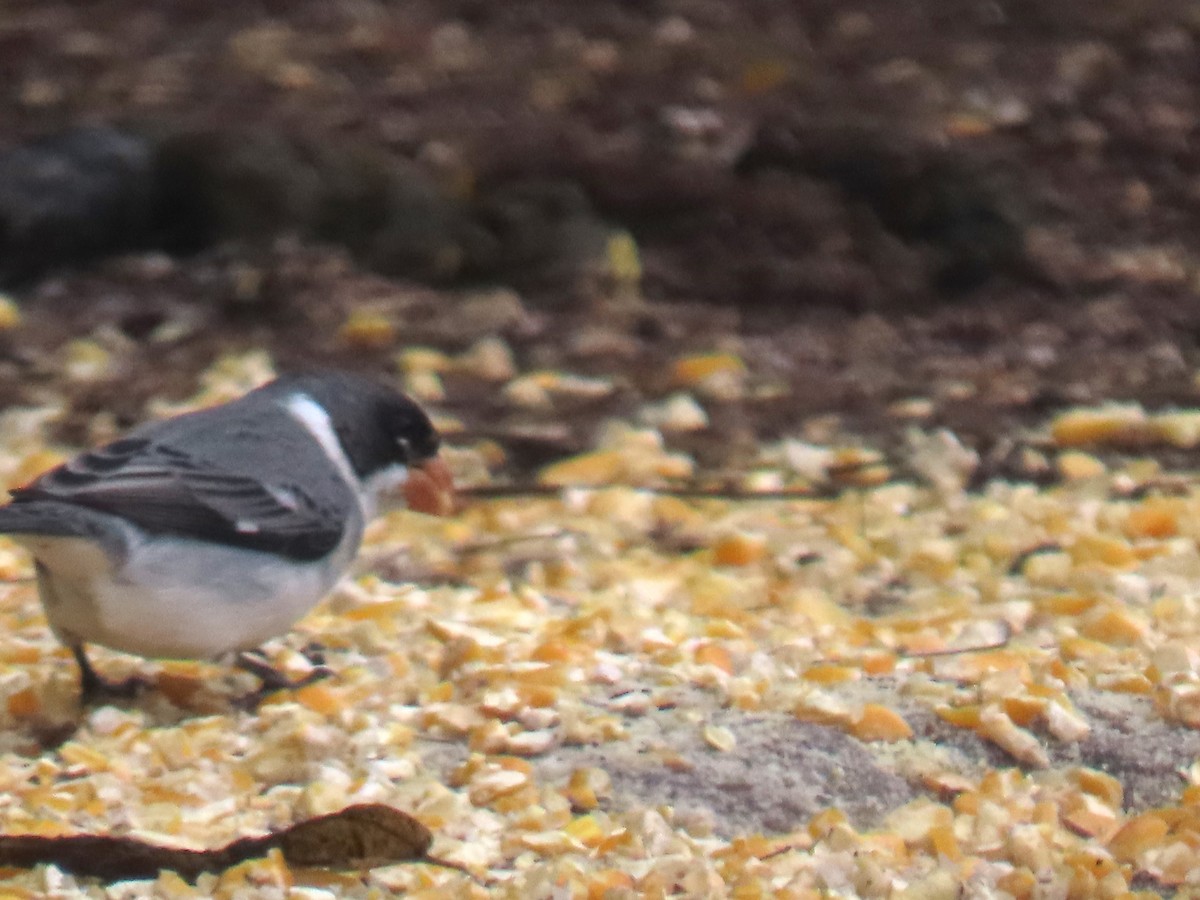 White-throated Seedeater - ML623075325