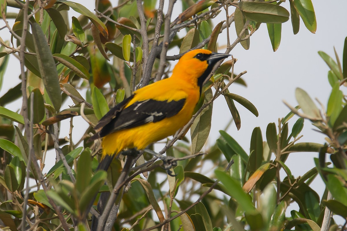 Yellow Oriole - ML623075326