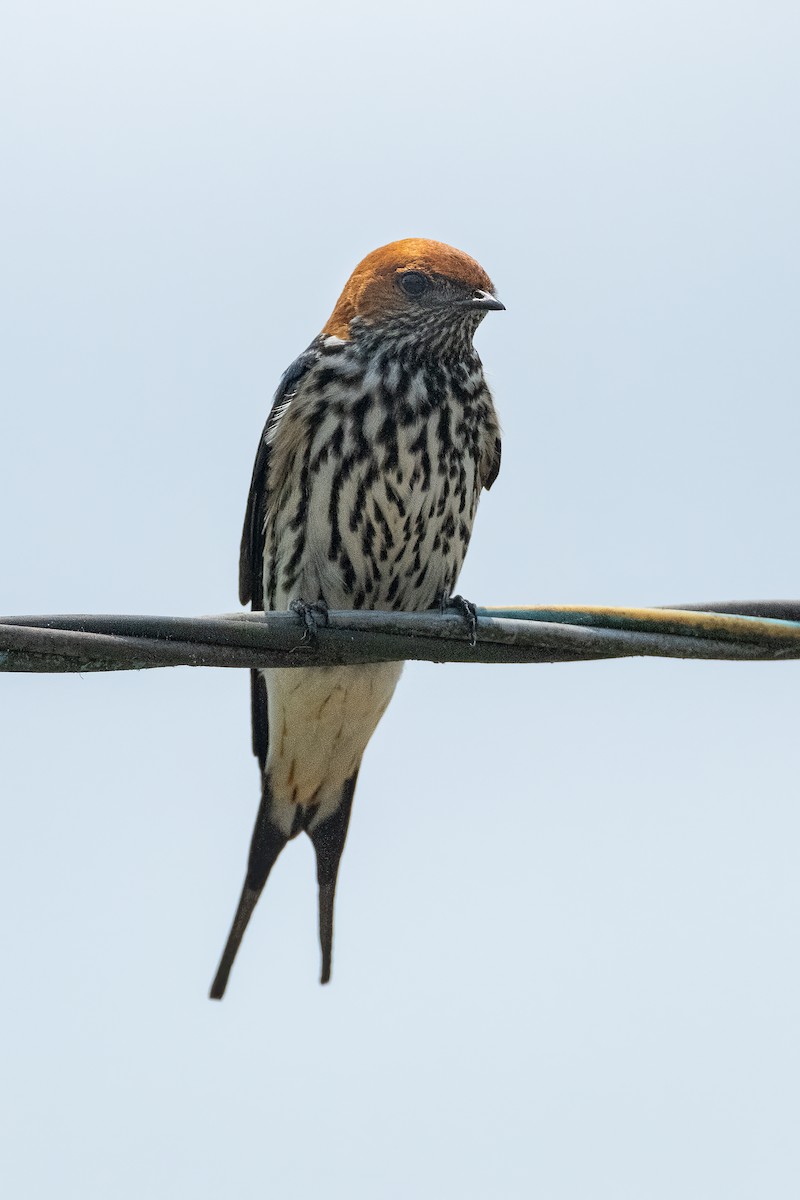 Lesser Striped Swallow - ML623075331