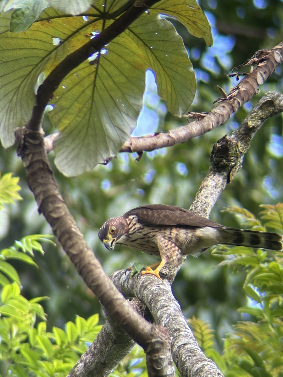 Double-toothed Kite - ML623075333