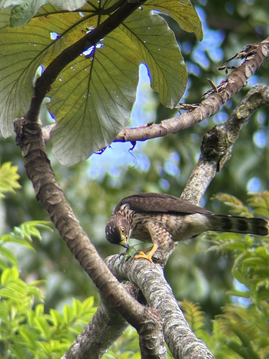 Double-toothed Kite - ML623075334