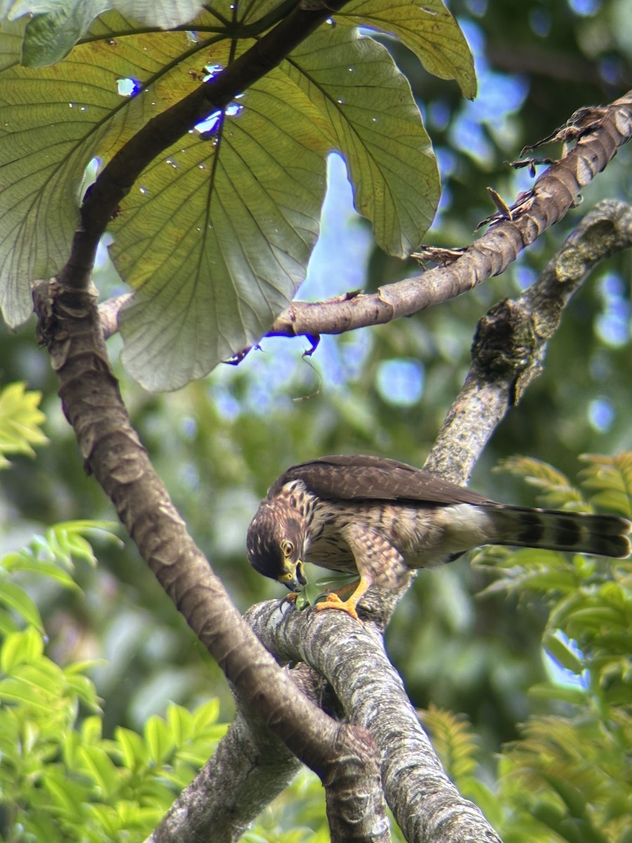 Double-toothed Kite - ML623075335