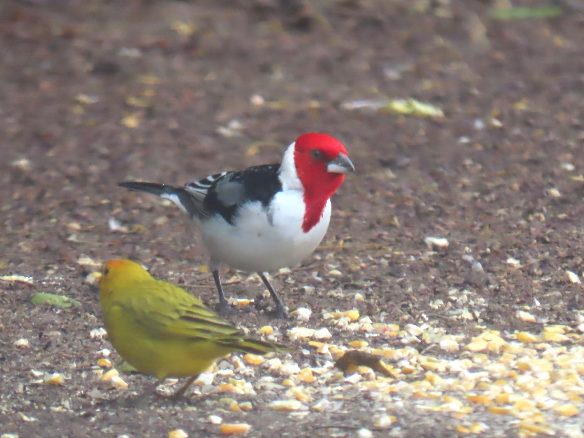 Red-cowled Cardinal - ML623075340