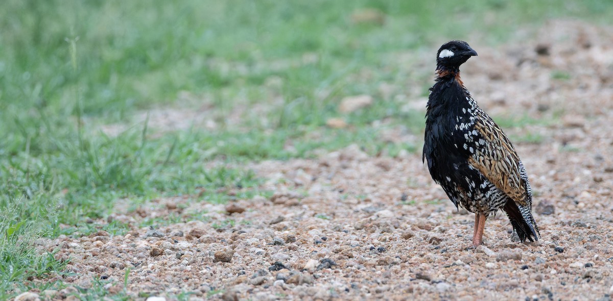 Black Francolin - Friedemann Arndt