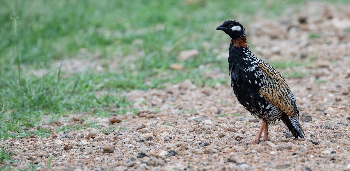 Black Francolin - ML623075347