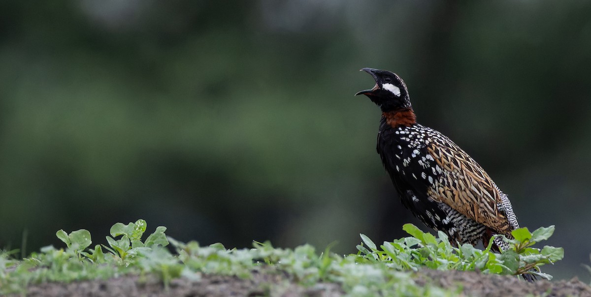 Black Francolin - ML623075349