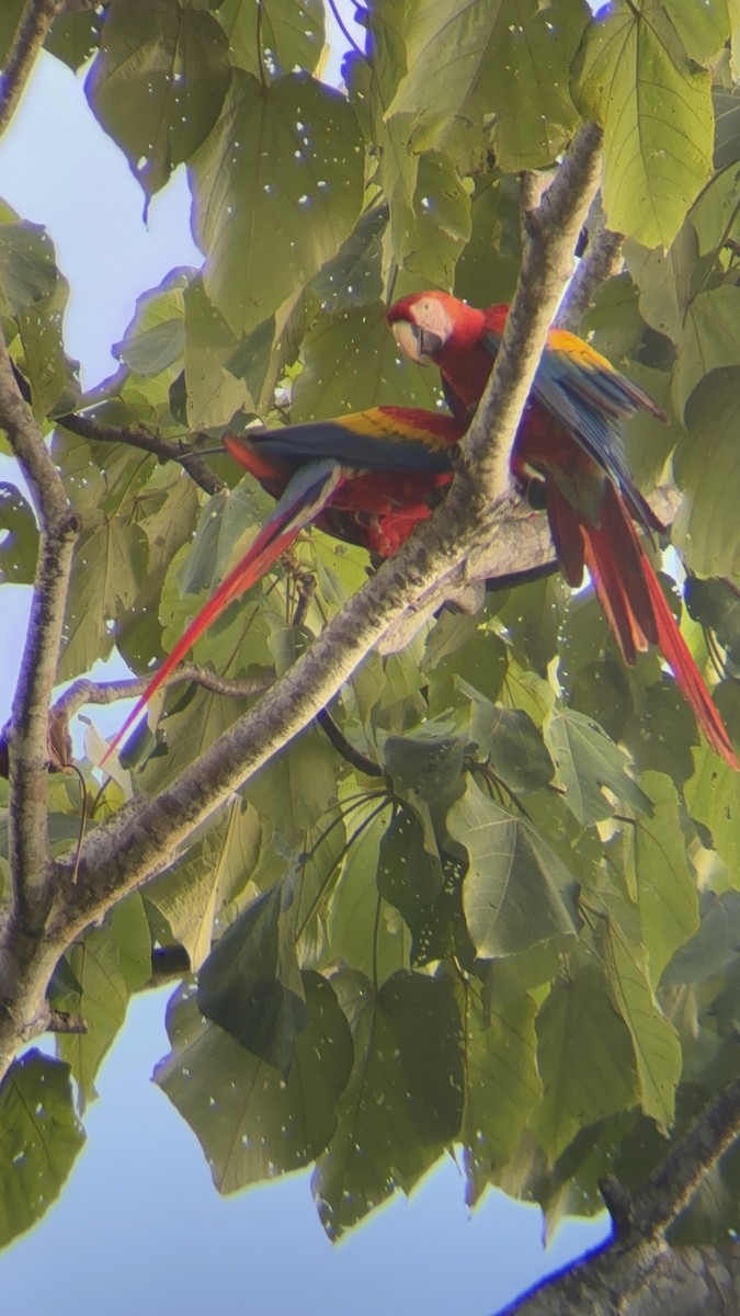 Scarlet Macaw - ML623075361