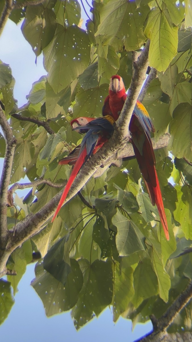 Scarlet Macaw - ML623075363