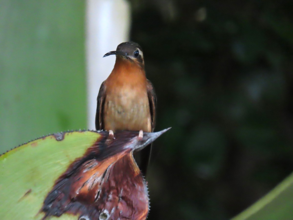 Hook-billed Hermit - ML623075383