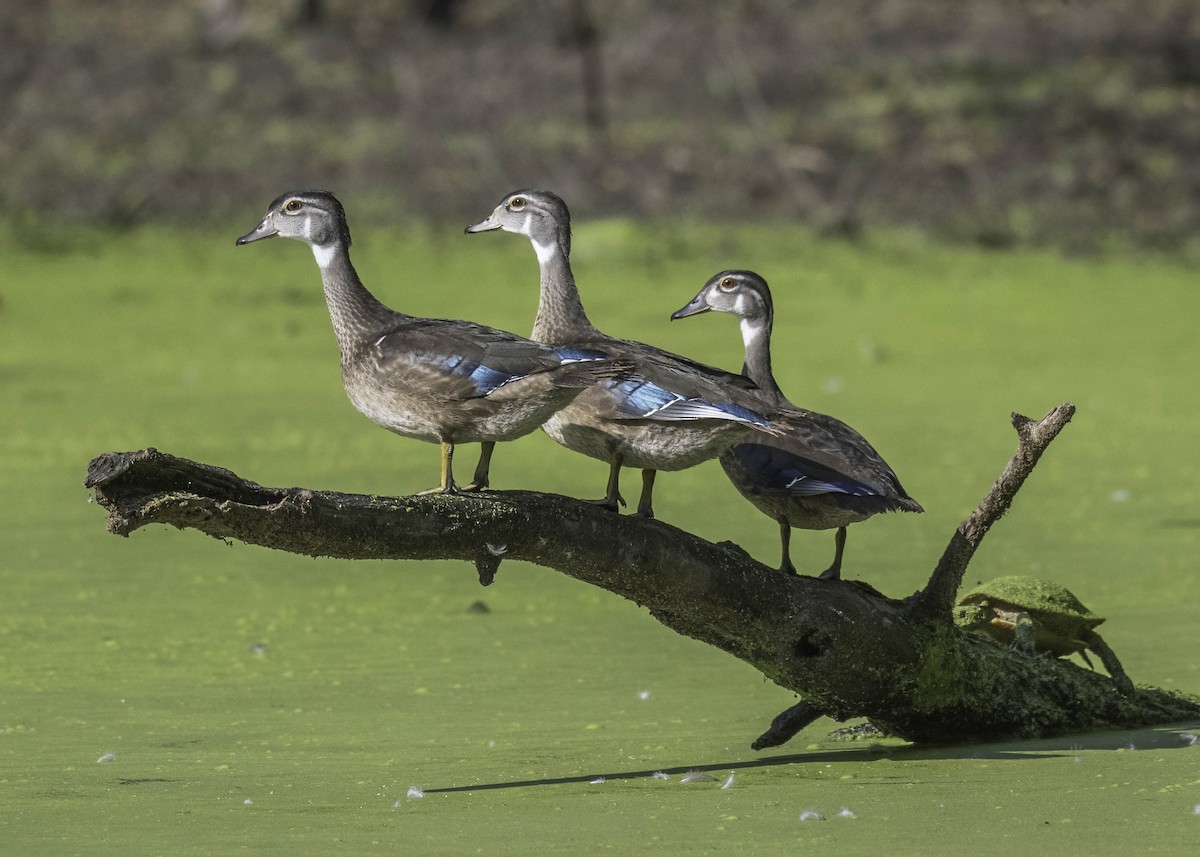 Wood Duck - ML623075385