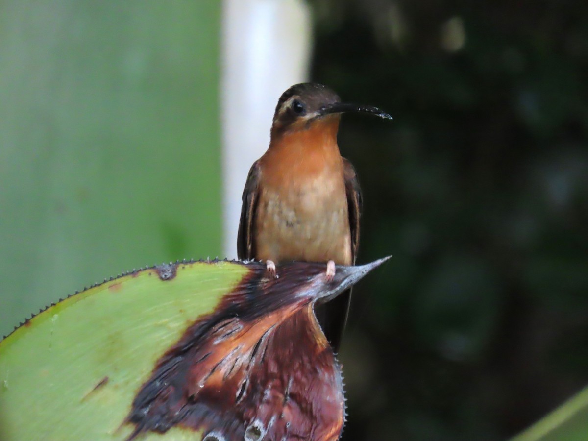 Hook-billed Hermit - ML623075386