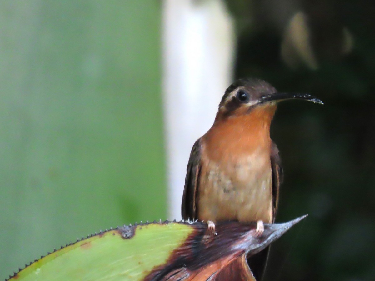 Hook-billed Hermit - ML623075400